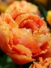 Тюльпан махрово-бахромчатый Esprit (Эсприт)