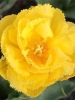 Тюльпан махрово-бахромчатый Exotic Sun (Экзотик Сан)