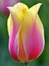 Тюльпан простой поздний Blushing Lady (Блашинг Леди) - Image2