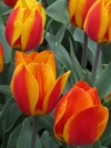 Тюльпан простой ранний Flair (Флэр) - Image2