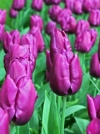 Тюльпан простой ранний Purple Prince (Перпл Принц) - Image2