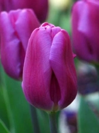 Тюльпан простой ранний Purple Prince (Перпл Принц)