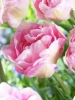Тюльпаны махровые поздние Angelique (Анжелика)