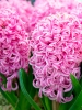 Гіацинт садовий Pink Pearl (Пінк Перл)