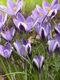 Крокус двухцветковый Spring Beauty (Спринг Бьюти)