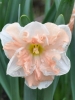 Нарцисс разрезнокорончатый Apricot Whirl (Априкот Вирл)