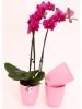 Вазон Орхидея розовый
