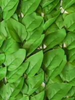 Декоративное зеленое покрытие Листья