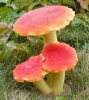 Садовая фигурка Красные грибы