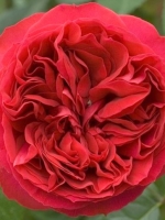 Роза шраб Red Eden Rose (Ред Иден Роуз)