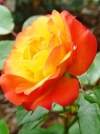 Роза флорибунда Rumba (Румба) - Image1