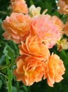Роза шраб Westerland (Вестерленд) - Image1