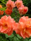 Роза шраб Westerland (Вестерленд) - Image2