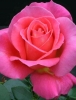Роза чайно-гибридная Shakira (Шакира)