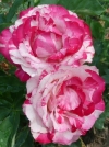 Роза чайно-гибридная Chaim Soutine (Хаим Сутин) - Image1