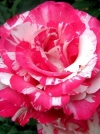 Роза чайно-гибридная Chaim Soutine (Хаим Сутин) - Image2