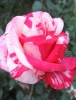 Роза чайно-гибридная Chaim Soutine (Хаим Сутин)