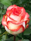 Роза чайно-гибридная Blush (Блаш) - Image1