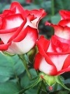 Роза чайно-гибридная Blush (Блаш) - Image2