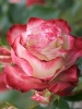 Роза чайно-гибридная Blush (Блаш)