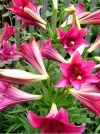 Лилия Длинноцветковые гибриды Miyabi (Мияби) - Image1
