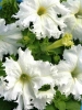 Петуния бахромчатая крупноцветковая Афродита Белая F1