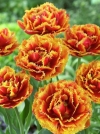 Тюльпан махрово-бахромчастий Dutch Pioneer (Дач Піонер) - Image1