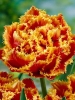 Тюльпан махрово-бахромчатый Dutch Pioneer (Дач Пионер)