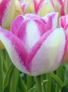 Тюльпан многоцветковый Del Piero (Дель Пьеро) - Image1