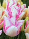 Тюльпан многоцветковый Del Piero (Дель Пьеро) - Image2