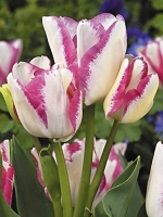 Тюльпан многоцветковый Del Piero (Дель Пьеро)