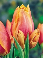Тюльпан многоцветковый Dragon King (Драгон Кинг)