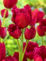 Тюльпан многоцветковый Gipsy Love (Джипси Лав)