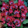 Тюльпан ботанічний Хагера Little Beauty (Літл Бьюті) - Image1