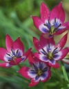 Тюльпан ботанічний Хагера Little Beauty (Літл Бьюті) - Image2