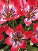 Тюльпан ботанічний Хагера Little Beauty (Літл Бьюті)