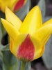 Тюльпан Грейга Bella Vista (Белла Виста)