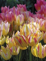 Тюльпан многоцветковый Antoinette (Антуанетта)