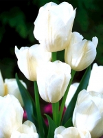 Тюльпан многоцветковый Weisse Berliner (Вайсс Берлинер)