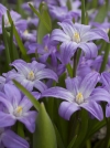 Хиoнодокса Люцилии Violet Beauty (Виолет Бьюти) - Image1