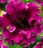 Петуния Бахромчатая крупноцветковая Афродита Пурпурная F1