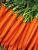 Морква Помаранчевий мускат