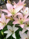 Лилия Азиатские гибриды Spring Pink (Спринг Пинк) - Image1