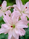 Лилия Азиатские гибриды Spring Pink (Спринг Пинк) - Image2