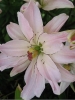 Лилия Азиатские гибриды Spring Pink (Спринг Пинк)
