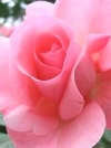 Роза чайно-гибридная Queen of England (Квин оф Ингленд) - Image1