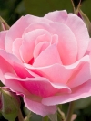 Роза чайно-гибридная Queen of England (Квин оф Ингленд) - Image2