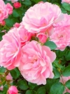 Роза плетистая Chaplins Pink (Чаплинз Пинк) - Image2