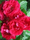 Роза плетистая Flammentanz (Фламентанц) - Image2