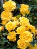 Роза плетистая Golden Showers (Голден Шоуерс)